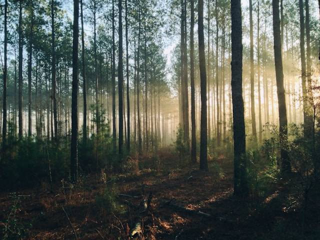 Tahura Ngargoyoso. Foto Hanya Ilustrasi, Bukan Sebenarnya. Sumber Foto: Unsplash.com/Steven Kamenar