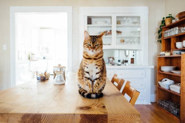 Meow Cat Cafe Malang. Foto hanyalah ilustrasi, bukan tempat sebenarnya. Sumber: unsplash/ Paul Hanaoka.