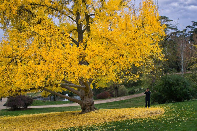 Ilustrasi Apakah Pohon Ginkgo Bisa Tumbuh di Indonesia, Foto: Pexels/Jose Gallardo