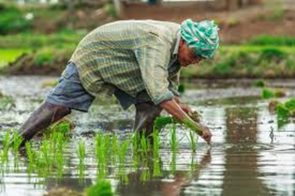 Petani menanam padi, Source: Freepik.com