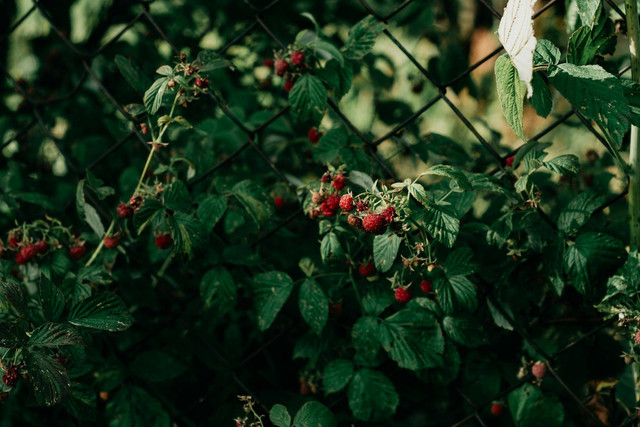 Ilustrasi Apakah pohon raspberry bisa tumbuh di Indonesia. Foto: Pexels.com/Irina Iriser