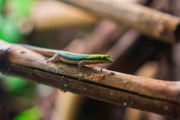 Ilustrasi Apakah kadal pohon hijau berbahaya. Foto: Pexels.com/Guillaume Meurice