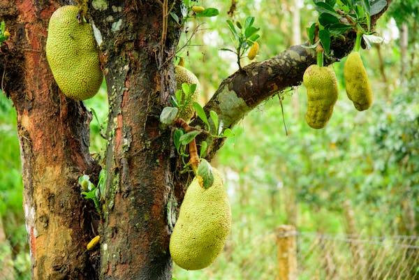 Ilustrasi Apakah pohon nangka berbunga. Foto: Pexels.com/Xuân Thống Trần