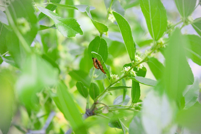 Ilustrasi Apakah Pohon Bidara Berduri, Foto: Unsplash/Dory Koseva