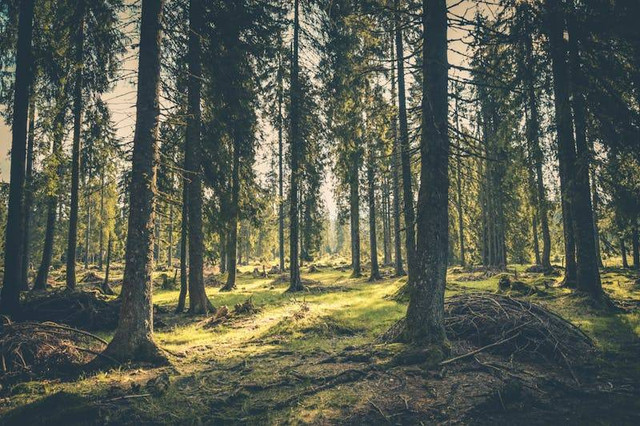 Hutan pinus Ungaran. Foto hanya ilustrasi, bukan tempat yang sebenarnya. Sumber: Pexels/Rudolf Jakkel