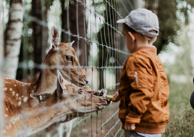 kebun binatang di malang. Foto Hanya Ilustrasi Bukan Tempat Sebenarnya. Sumber Foto: Unsplash/Daiga Ellaby