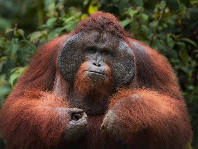 Foto Orangutan oleh Florian Kriechbaumer (www.pexels.com)