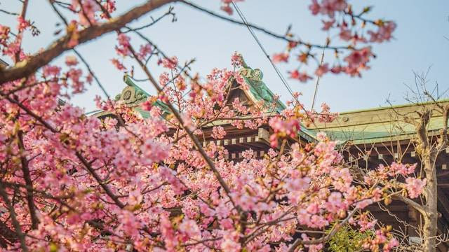 Sakura Hills Tawangmangu. Foto Hanya Ilustrasi, Bukan Sebenarnya. Sumber Foto: Unsplash.com/Nguyen TP Hai