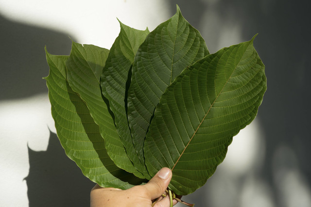 Ilustrasi Daun Kratom. Foto: Shutterstock