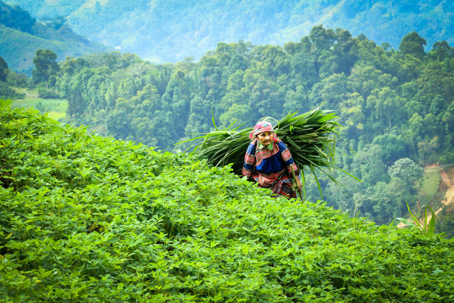 Foto petani oleh Sippakorn Yamkasikorn (www.pexels.com)