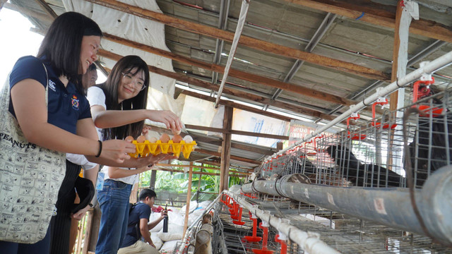 Mahasiswa Singapura Pauline (kanan) dan temannya saat mengambil telur hasil ternak. Foto: Humas PCU