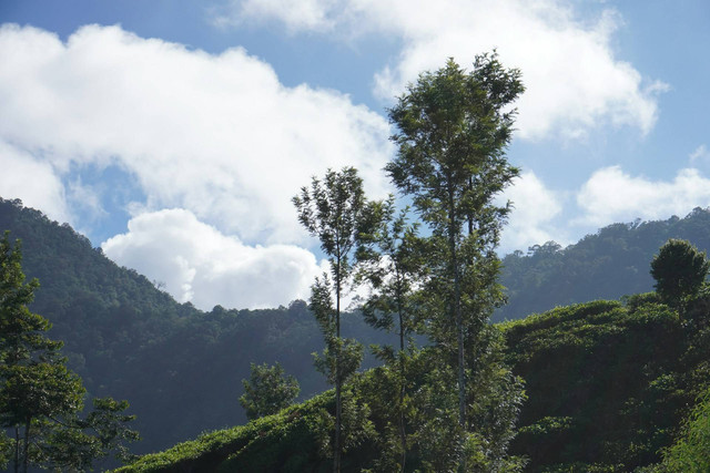 Villa murah di Puncak di bawah 1 juta ada kolam renang. Foto pemandangan di Puncak, Bogor. Sumber: Unsplash/Syafiq Ahmad