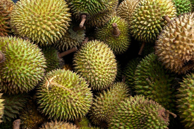 Ilustrasi Ciri Bibit Durian yang Bagus,Foto:Pexels/Jeffry S.S.