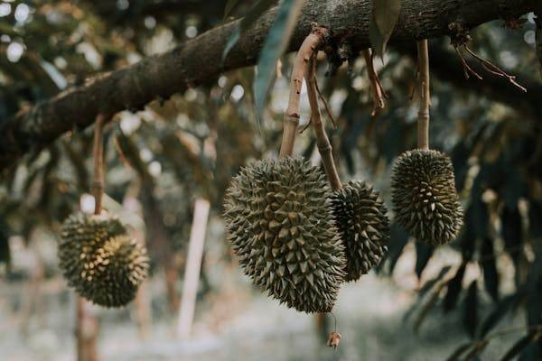 Ilustrasi ciri durian tua di pohon. Foto: Pexels.com/HONG SON