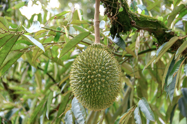 Ilustrasi ciri durian matang di pohon. Foto: Pexels.com/Jess Ho