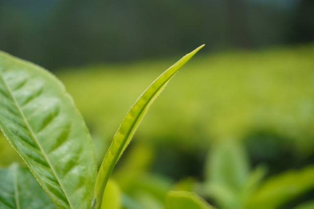 Wisata Kebun Teh Lembang, Foto Hanya Ilustrasi, Bukan Gambar Sebenarnya, Sumber Foto: Unsplahs/Prawito Hudoro