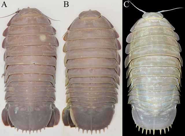 Spesies baru isopoda raksasa yang diberi nama Bathynomus vaderi. Foto: ZooKeys