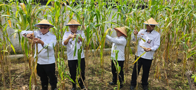 Lapas Magelang Panen Raya Jagung Varietas Lokal Madura di Kebun Luar Tembok