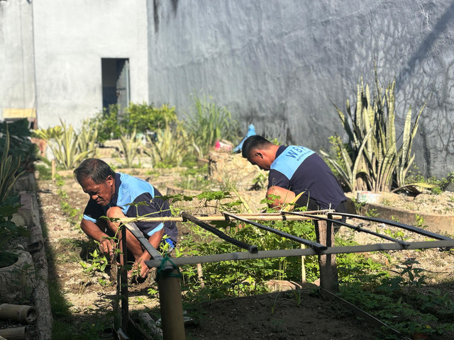 Sumber : Suasana Area Brandgang Rutan Majene Yang Menjadi Lahan Kebun