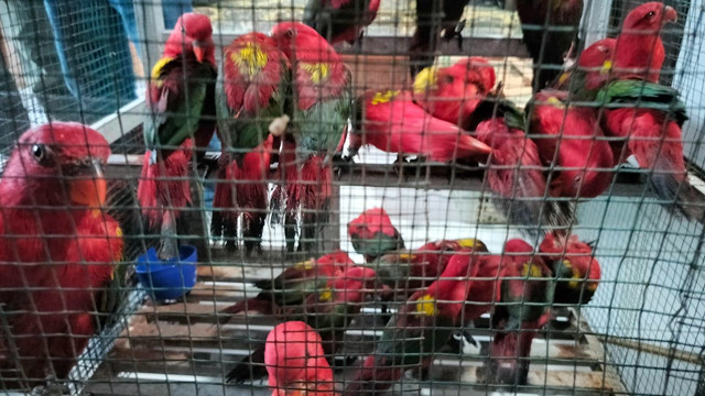 Burung Kasturi Ternate (Lorius Garrulus) yang berhasil diamankan di Pelabuhan Manado oleh tim Penegakkan Hukum Badan Karantina Indonesia, Sulawesi Utara.