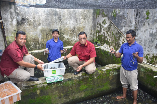 Lapas Magelang Sukses Panen Katak Bullfrog, Wujudkan Pembinaan Produktif