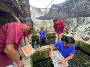 Lapas Magelang Sukses Panen Katak Bullfrog, Wujudkan Pembinaan Produktif (1)