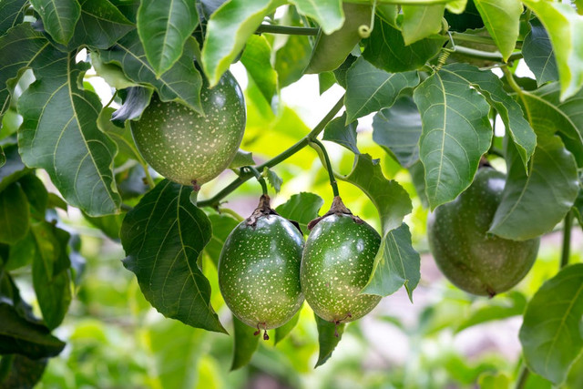 Ilustrasi Apakah Buah Markisa Musiman,Foto:Pexels/Quang Nguyen Vinh