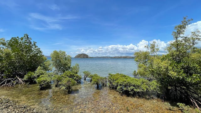 Fungsi hutan bakau. Foto adalah hutan bakau. Sumber foto: Pexels/Krish Krishnamurthi