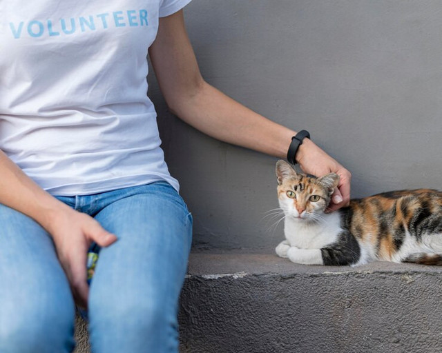 Ilustrasi petting rescue cat. Foto: Freepik