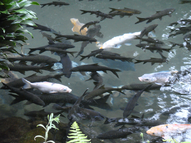 Ikan Semah Khas Kota Pagar Alam/Anyelir