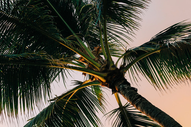 Ilustrasi hama pohon kelapa. Unsplash.com/Shelby Cohron