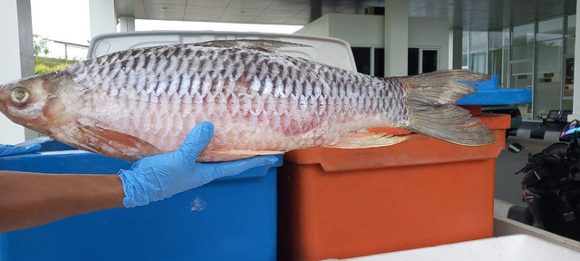 Ikan jelawat dimintai oleh pasar Malaysai