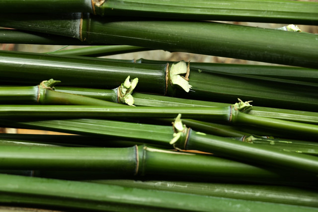 Ilustrasi Hama pohon bambu. Foto: Unsplash/Pierre Bamin