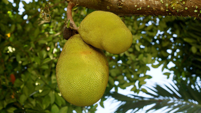 Ilustrasi hama pohon nangka, Foto Pixabay/lilimey