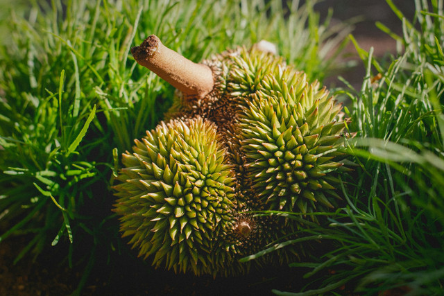 Wisata petik durian di Blitar. Foto buah durian. Sumber: Unsplash/Luthfi Ihwan