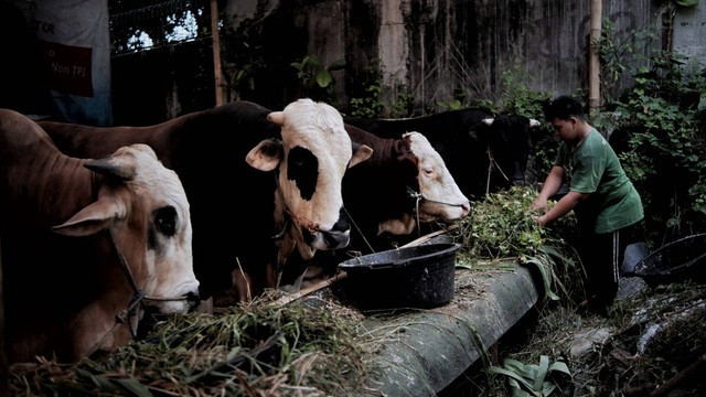 Terlihat pengurus kandang sibuk memberi makan sapi-sapi berjenis 'Simmental' yang dijual di kawasan Pancoran, Jakarta Selatan, Selasa (5/7/2022). Foto: Jamal Ramadhan/kumparan