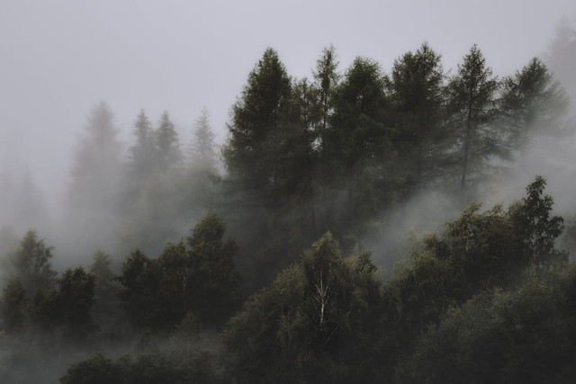 Ilustrasi Hama Pohon Pinus, Pexels/eberhard grossgasteiger