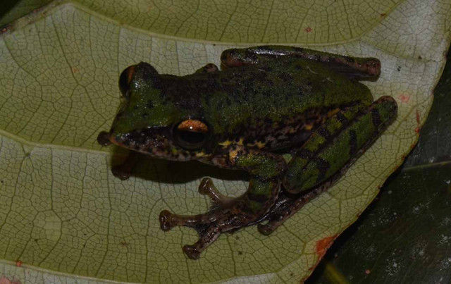 Rhacophorus boeadii dari Katopasa, Sulawesi Tengah (Foto: A. Riyanto, 2017)