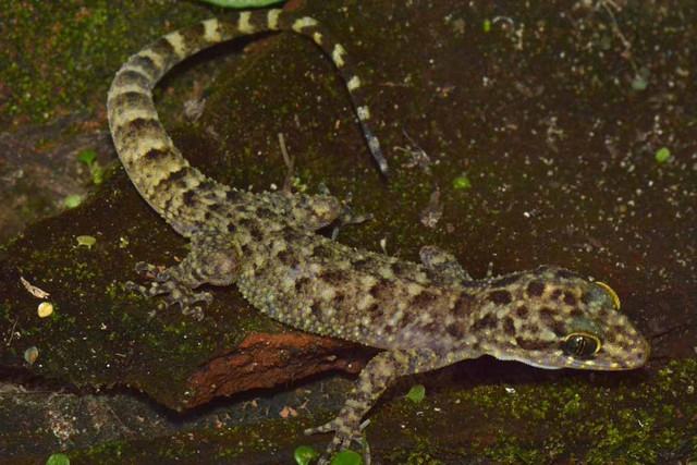 Cyrtodactylus pecelmadiun dari Maospati, Jawa Timur (Foto: A. Riyanto, 2023)