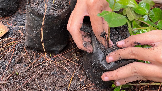 Penanaman Bibit Kopi Yellow Caturra. Sumber: Dokumentasi Penulis