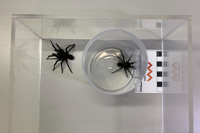 Spesies baru Laba-laba Jaring Corong yang diberi nama Atrax christenseni di Museum Australia di Sydney, Australia, Selasa (14/1/2025). Foto: Stefica Nicol Bikes/REUTERS