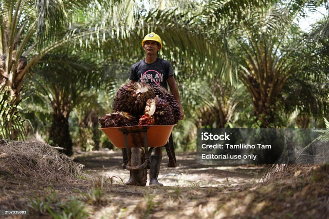 Bisnis Kelapa Sawit di Indonesia, sumber: istockphoto