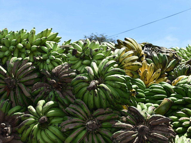 Ilustrasi penyebab daun pisang menguning, Foto: Pixabay/WonderfulBali