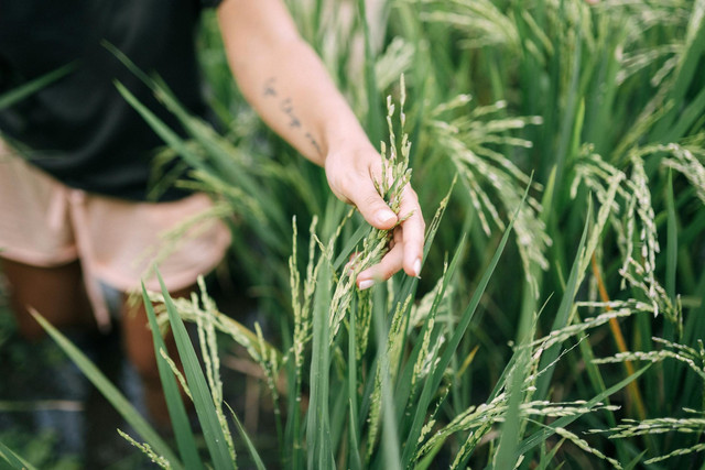 Ilustrasi penyebab daun padi nglaras. Foto: Pexels.com/Yan Krukau