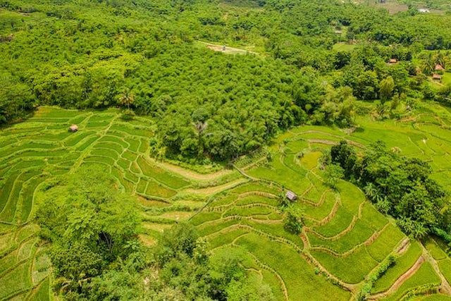 Tanaman padi sebagai salah satu sumber pangan di Indonesia. Sumber: pexels.com/Tom Fisk