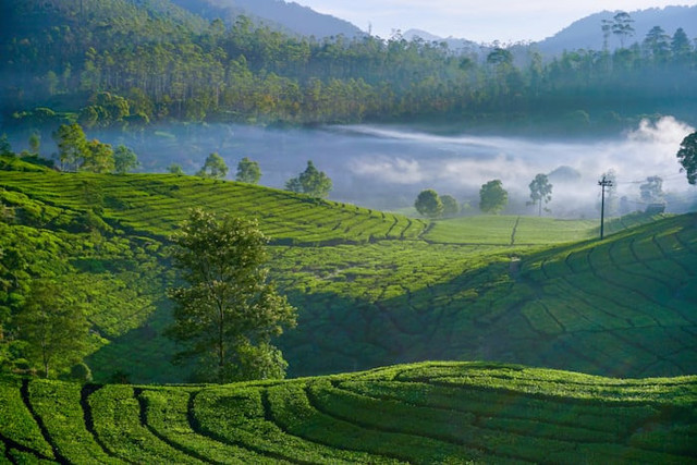 Desa Cipelah Bandung. Foto adalah Rancabali. Sumber: Unsplash/Jon RV