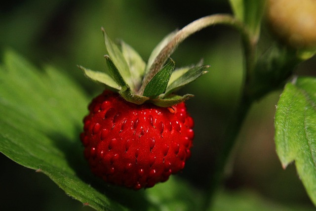 Wisata petik strawberry Wonosobo. Foto hanyalah ilustrasi, bukan tempat yang sebenarnya. Sumber: Pixabay/Henrix_photos