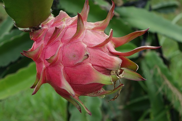 Wisata petik buah di Nganjuk. Foto hanyalah ilustrasi, bukan tempat yang sebenarnya. Sumber: Pixabay/juemi