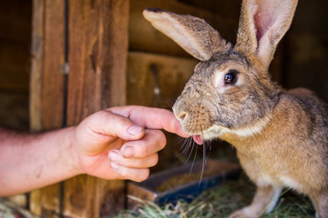 Sui Farm Malang, foto hanya ilustrasi, bukan tempat sebenarnya: Pexels/Petar Starčević