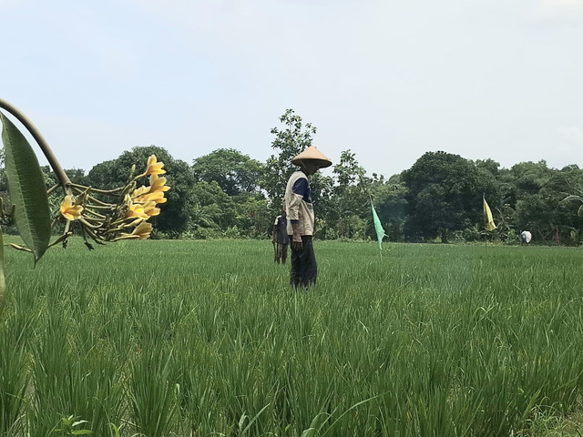 Ilustrasi petani di Kabupaten Cirebon saat sedang memelihara tanaman padi di lahan sawahnya. Foto: Tarjoni/Ciremaitoday